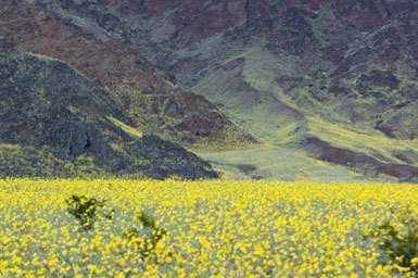 Plancia ëd Geraea canescens Torr. & A. Gray