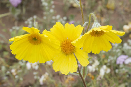 Image de Geraea canescens Torr. & A. Gray