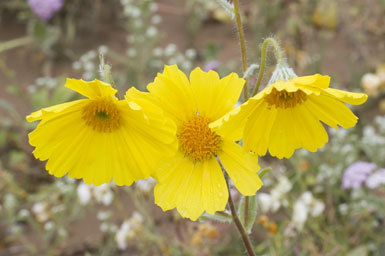 Plancia ëd Geraea canescens Torr. & A. Gray