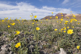 Image of hairy desertsunflower