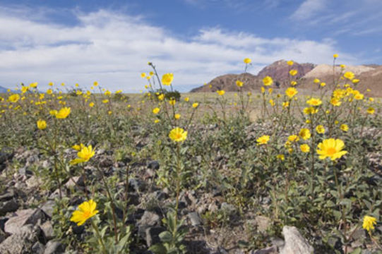 Plancia ëd Geraea canescens Torr. & A. Gray