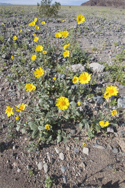 Image of hairy desertsunflower