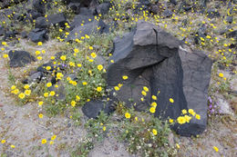 Image of hairy desertsunflower