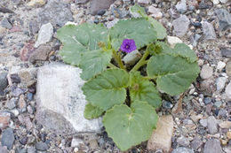 Image of calthaleaf phacelia