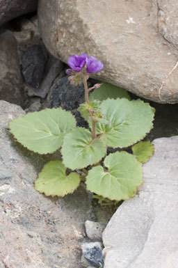 Image of calthaleaf phacelia