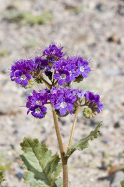 Image of calthaleaf phacelia