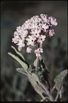 Image of purple sand verbena