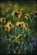 Imagem de Helianthella quinquenervis (Hook.) A. Gray