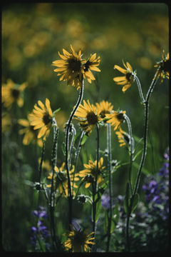 Plancia ëd Helianthella quinquenervis (Hook.) A. Gray