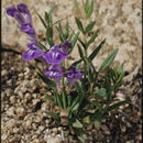 Image de Scutellaria brittonii Porter