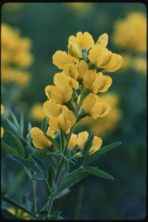 Thermopsis divaricarpa A. Nelson的圖片