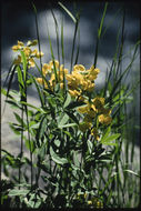 صورة Thermopsis divaricarpa A. Nelson