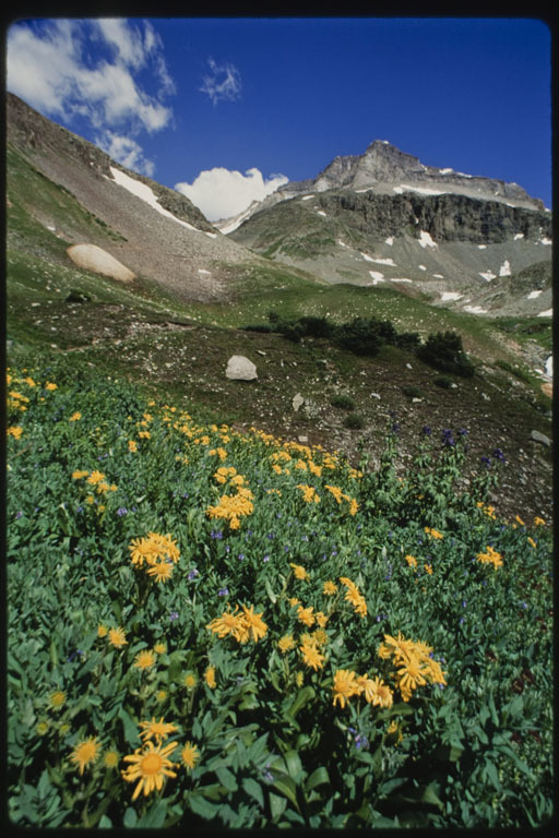 Sivun Helianthus nuttallii Torr. & A. Gray kuva