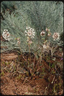 Image of snowball sand verbena