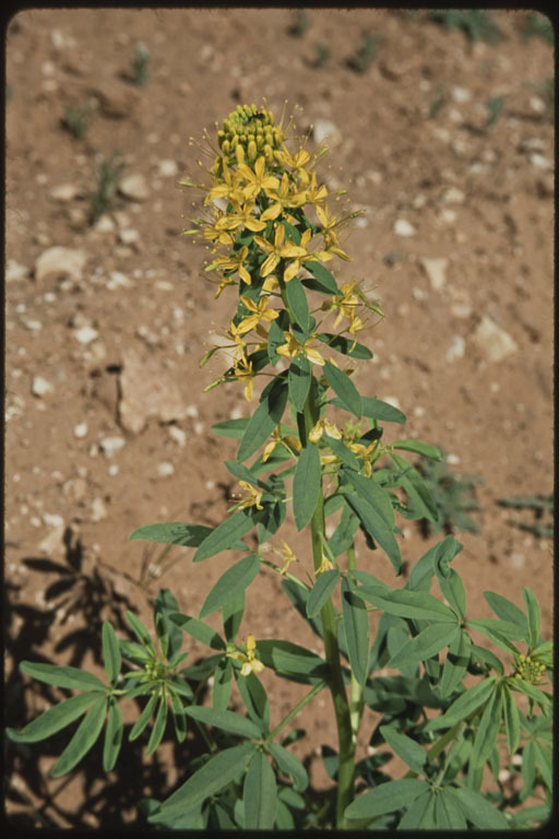 Image of <i>Cleome lutea</i>