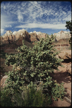 Image of roundleaf buffaloberry