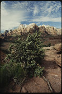 Image of roundleaf buffaloberry