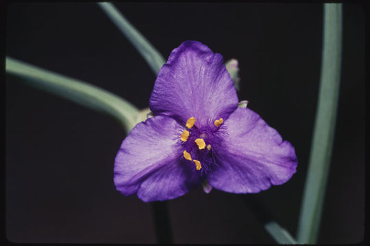 Image of prairie spiderwort