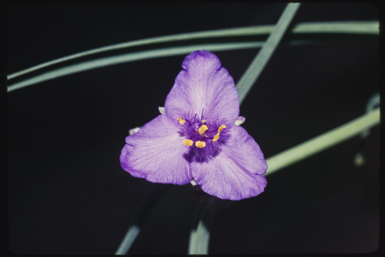 Image of prairie spiderwort