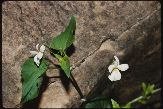 Imagem de Viola canadensis L.