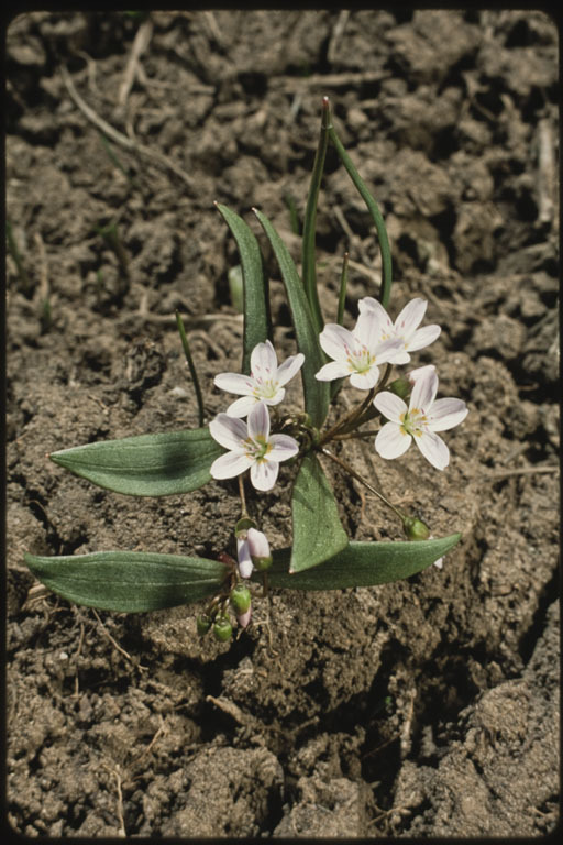 Image of lanceleaf springbeauty