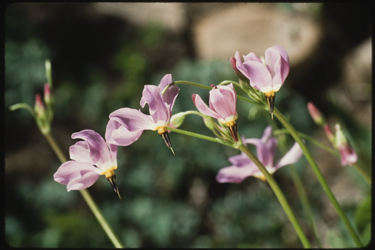 Image of <i>Primula <i>pauciflora</i></i> var. pauciflora