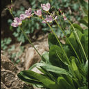 Image of <i>Primula <i>pauciflora</i></i> var. pauciflora