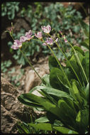 Image of <i>Primula <i>pauciflora</i></i> var. pauciflora