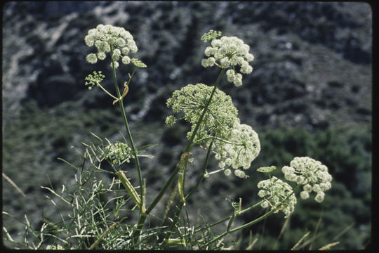 Angelica lineariloba A. Gray resmi