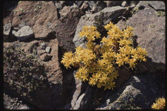 Image of spearleaf stonecrop