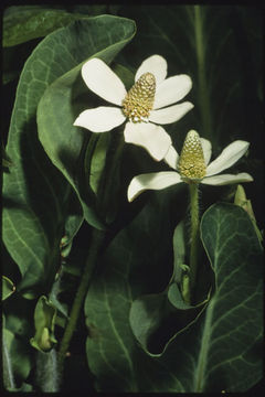 Imagem de Anemopsis californica (Nutt.) Hook. & Arn.