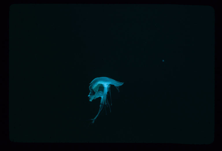 Image of true jellyfish