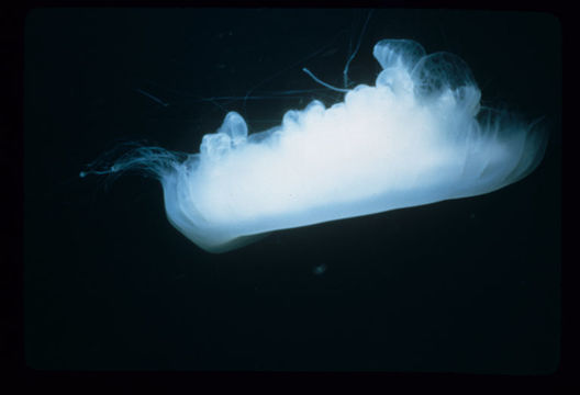 Image of true jellyfish