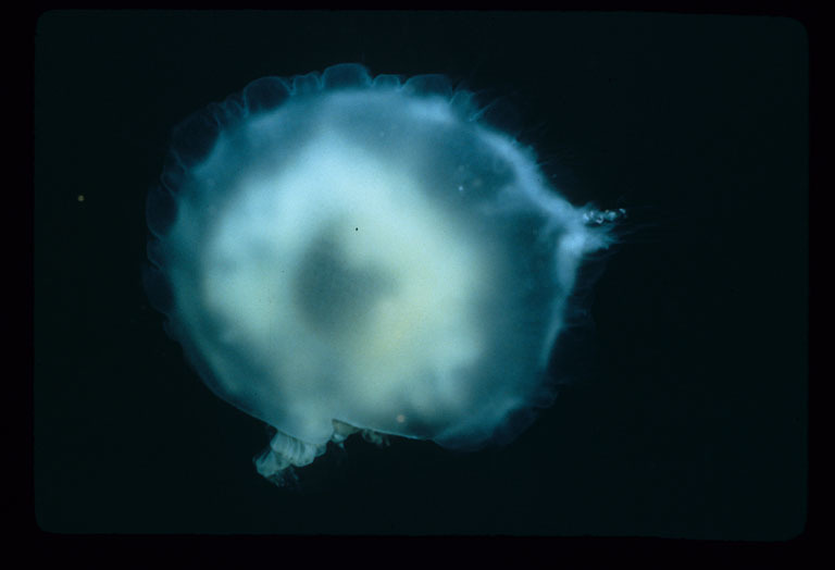 Image of true jellyfish