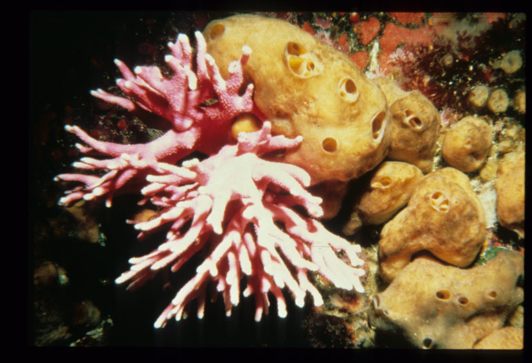 Image of Lace corals