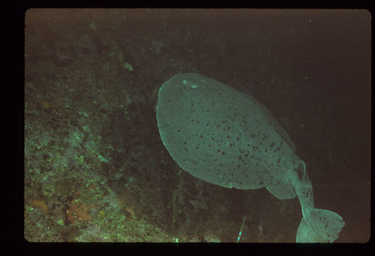 Image of <i>Torpedo californica</i>