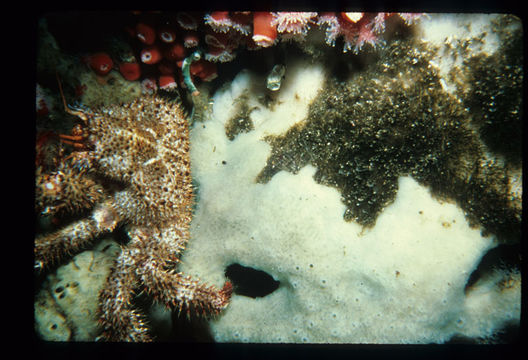 Image of decapods