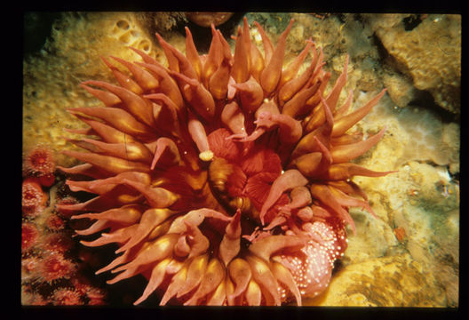 Image of sea anemones