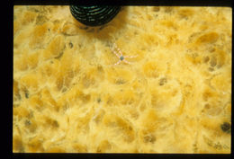 Image of brittle stars and basket stars