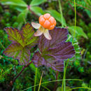 Image de Rubus chamaemorus L.