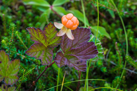 Слика од Rubus chamaemorus L.