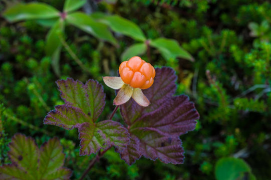 Image of cloudberry