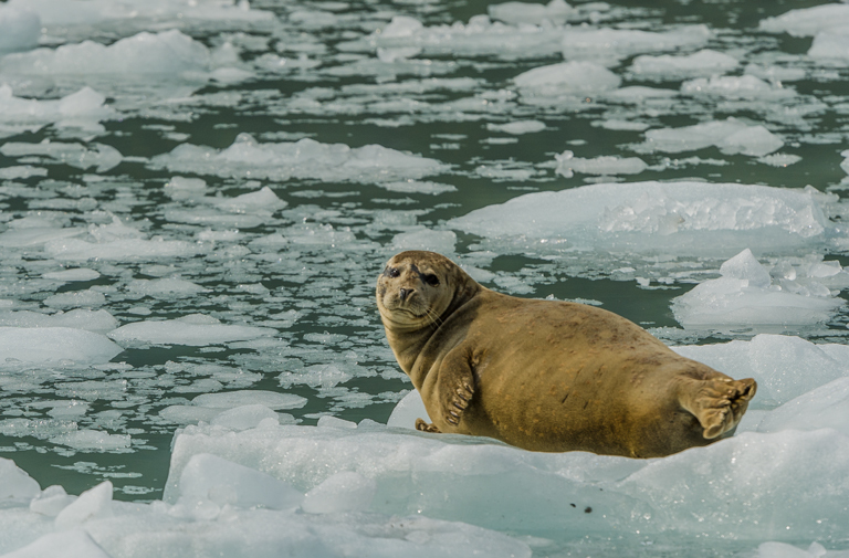 Image of common seal, harbour seal