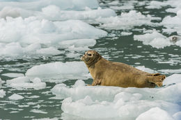 Image of common seal, harbour seal