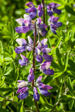 Image of Nootka Lupine