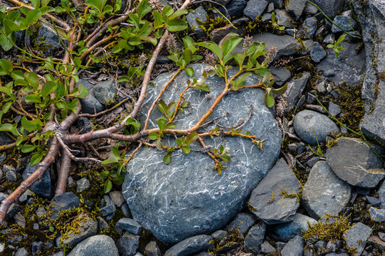 Image of netleaf willow