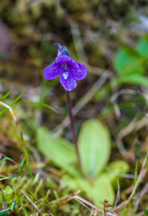 Image of Common butterwort