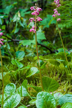 Image de Pyrola asarifolia Michx.