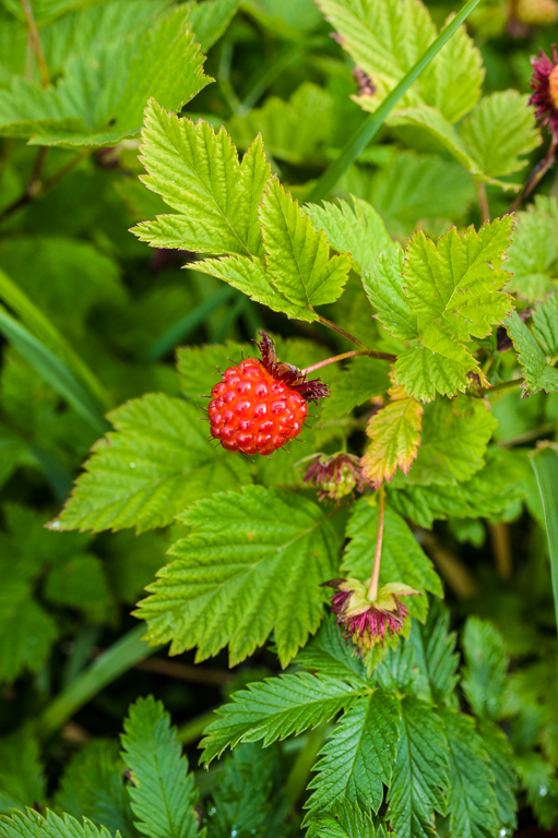 Image of salmonberry