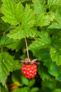 Image of salmonberry